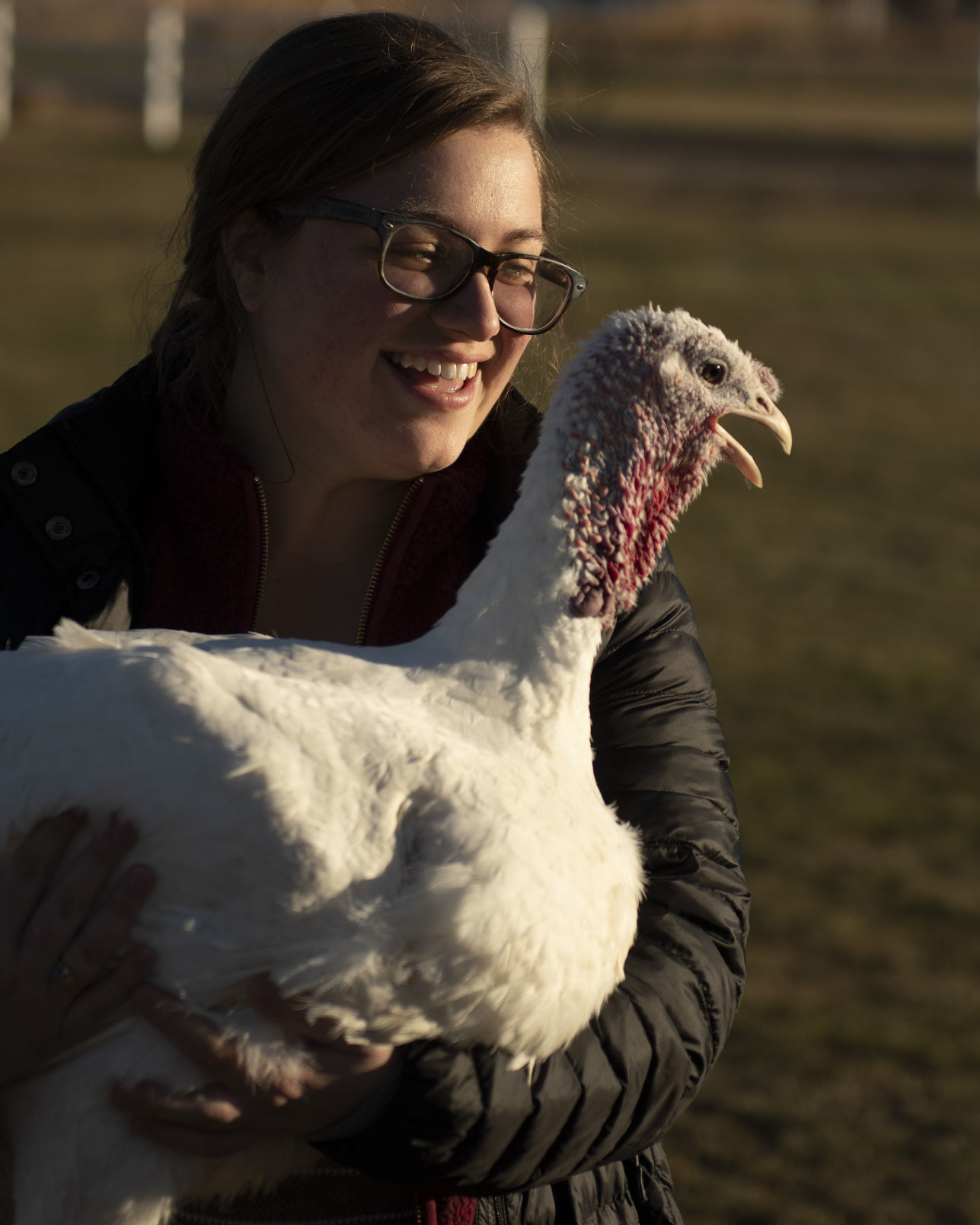 Turkeys as pets